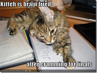 funny-pictures-cat-studied-for-finals